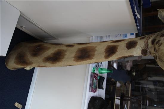 A taxidermied giraffe head and neck, fondly known as Humphry, length 6ft 3in.